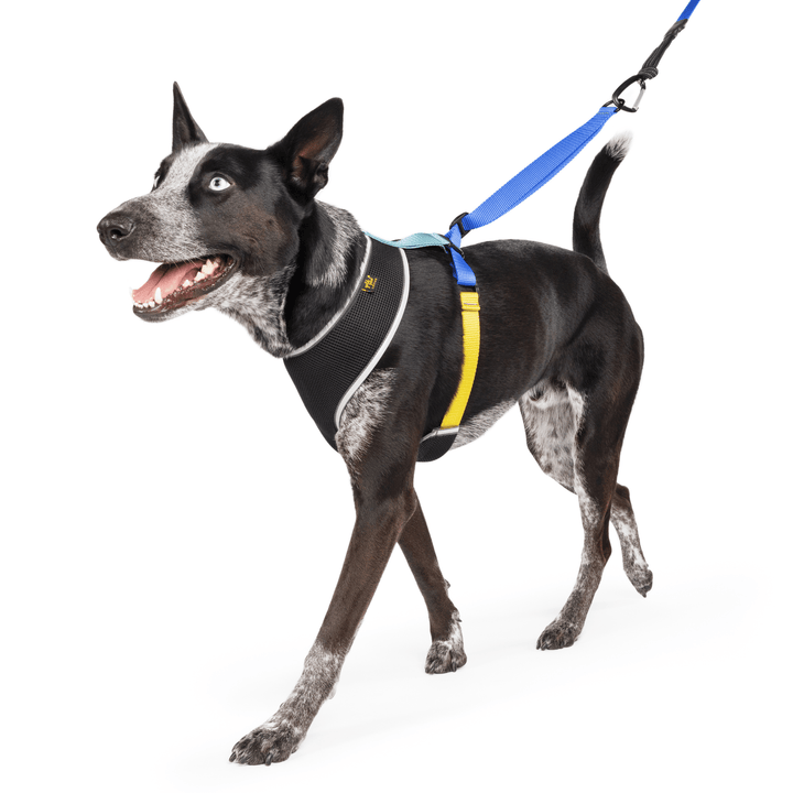 A black dog wearing a harness with blue and yellow straps and a black body in front of a white background