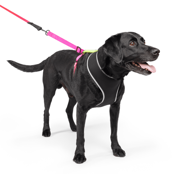 A dog stands wearing a black and pink harness with a matching leash in front of a white background