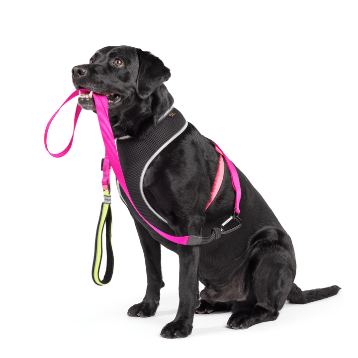 A dog sits wearing a black and pink harness with a matching leash in its mouth in front of a white background