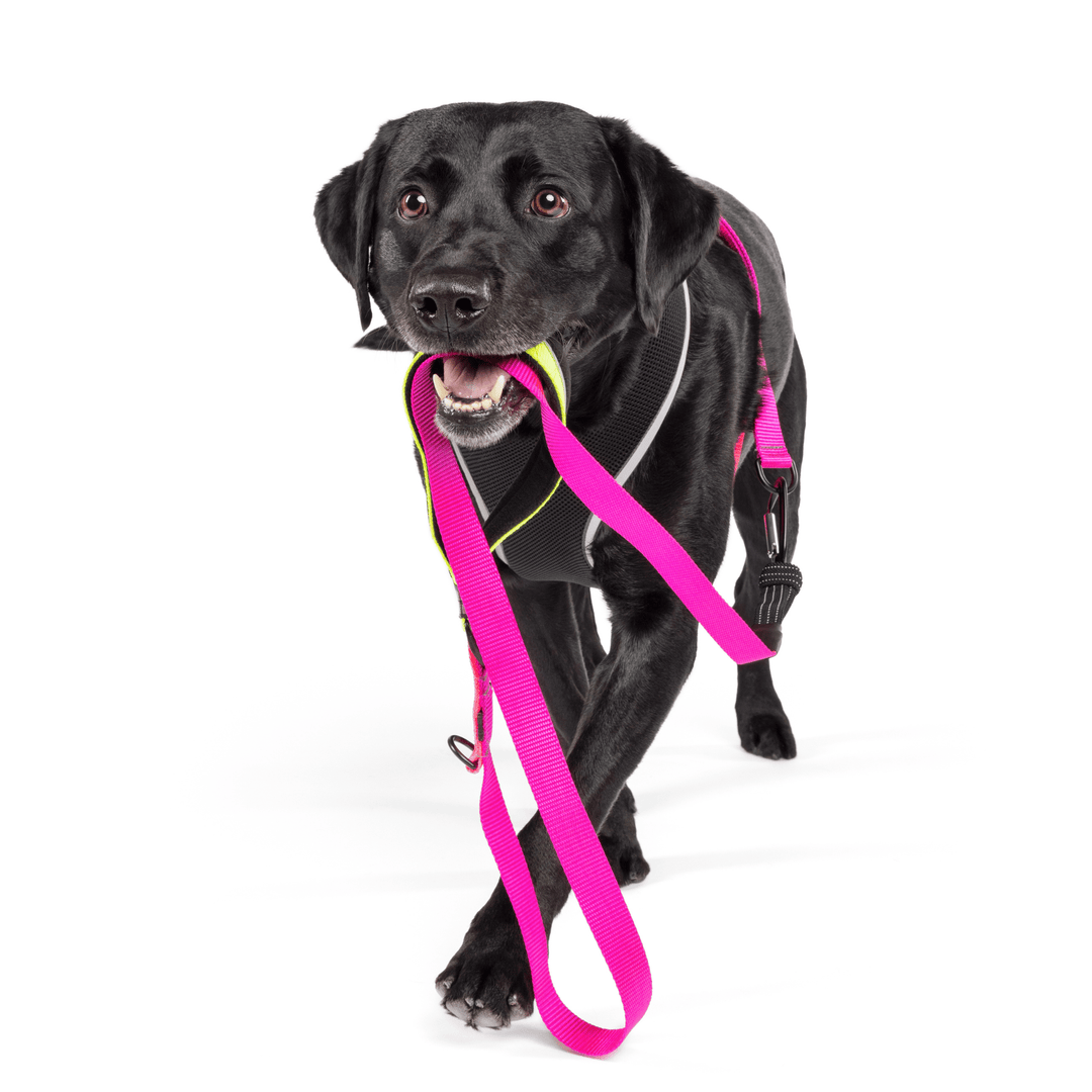 A dog walks wearing a black harness with a pink leash in its mouth in front of a white background