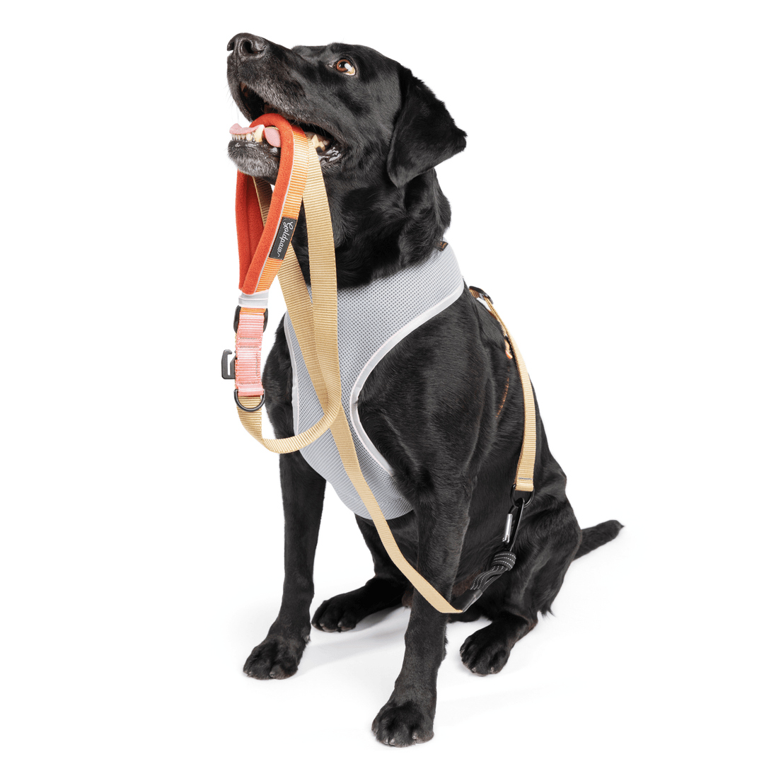 A dog sits wearing a grey and tan harness holding a matching leash in its mouth in front of a white background