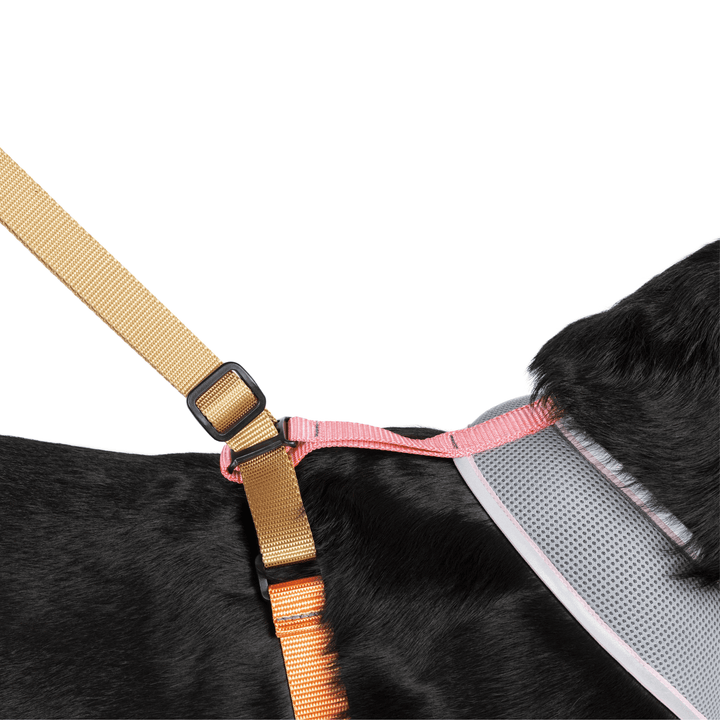 Dog wearing a harness with a beige strap and pink straps on a white background