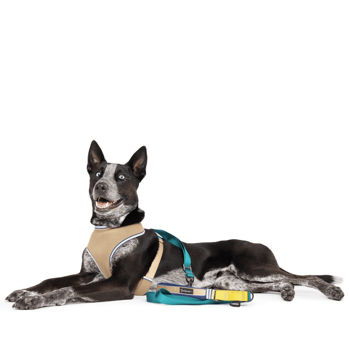 A dog lays wearing a tan and teal harness with a matching leash in front of a white background