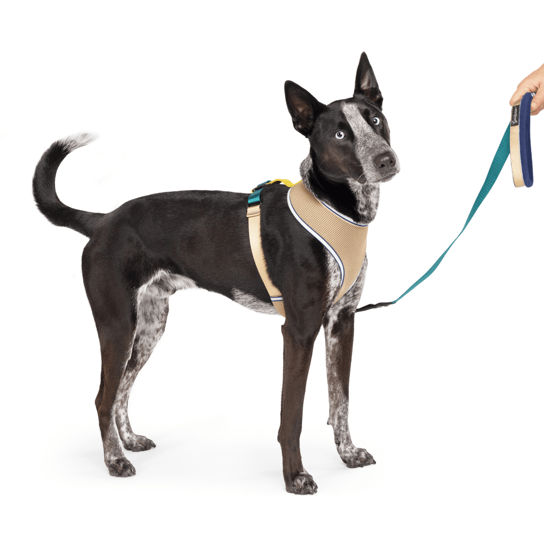 A dog stands wearing a tan and teal harness with a matching leash in front of a white background