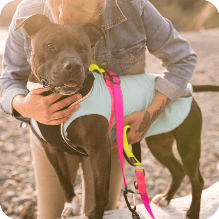 A bully type dog with one eye stands on a rocky beach embraced by its owner. The dog is in a Baja Beach blue Sun tee and a harness with pink and yellow straps and a black body with matching leash 