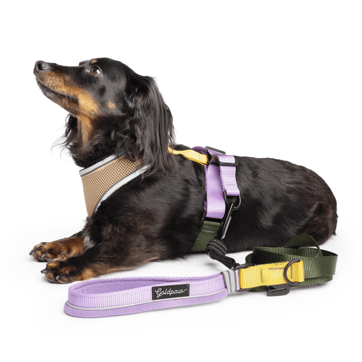 A dachshund wearing a Featherweight Air Harness and leash on a white background