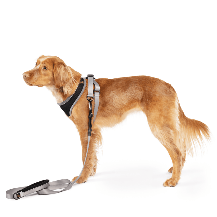 A dog stands wearing a charcoal grey and black harness with a matching leash in front of a white background