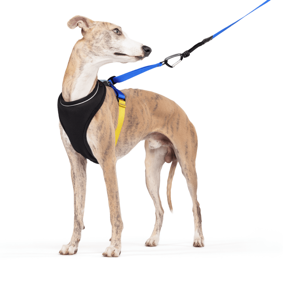 A Whippet stands wearing a Denver black with cobalt and yellow straps harness with a matching leash in front of a white background