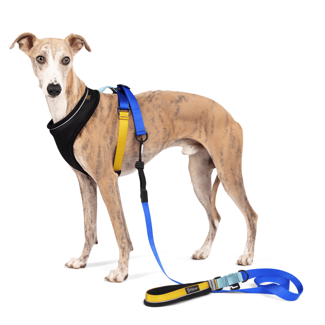A Whippet stands wearing a Denver black with cobalt and yellow straps harness with a matching leash in front of a white background