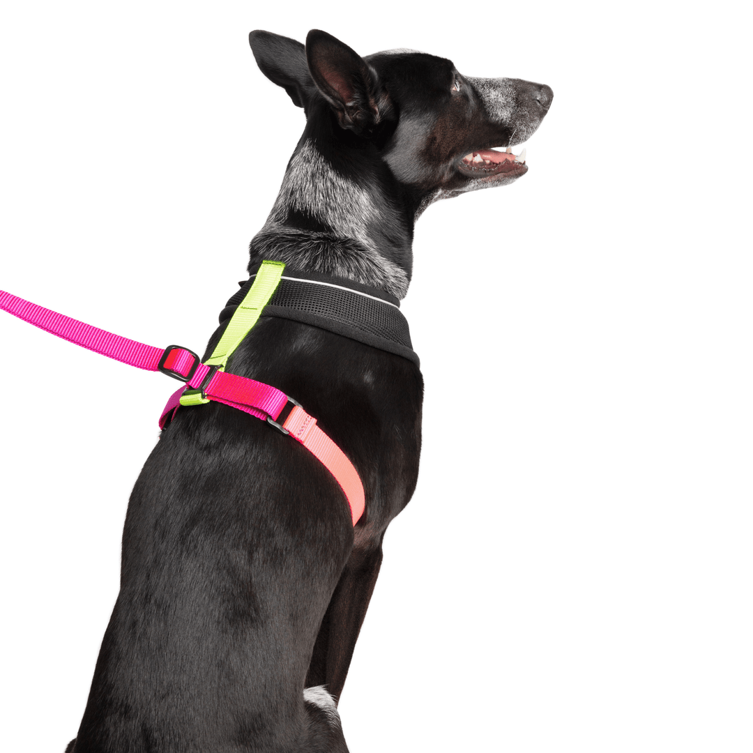 A dog sits wearing a Miami black with pink, yellow, and fuchsia straps harness with a matching leash in front of a white background