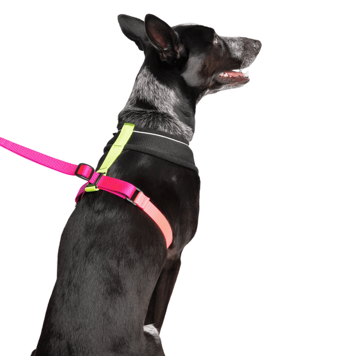 A dog sits wearing a Miami black with pink, yellow, and fuchsia straps harness with a matching leash in front of a white background