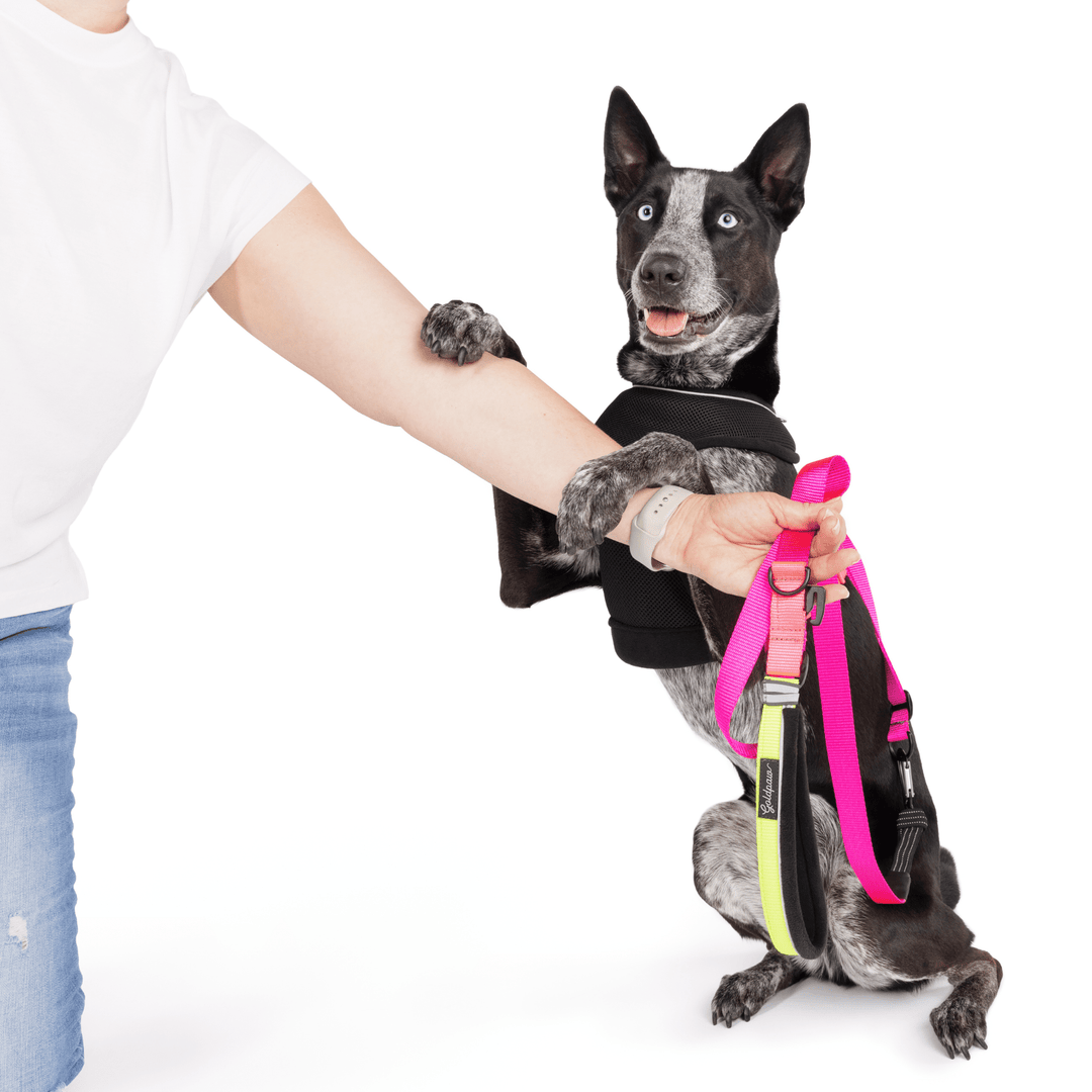A dog sits up wearing a Miami harness with its feet on its owners arm while she holds a hot pink leash on a white background