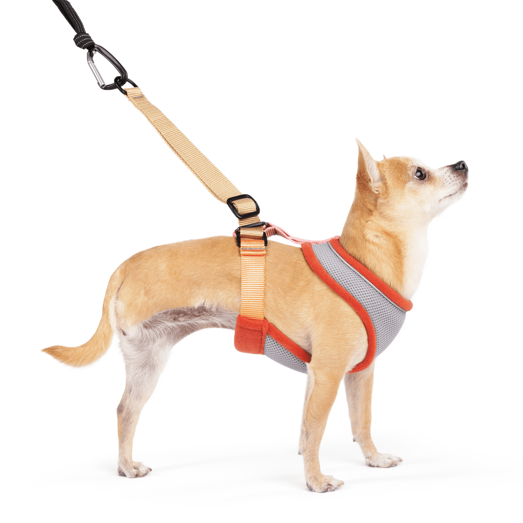 A Chihuahua stands wearing a Palm Springs grey and orange harness with tan straps with a matching leash in front of a white background