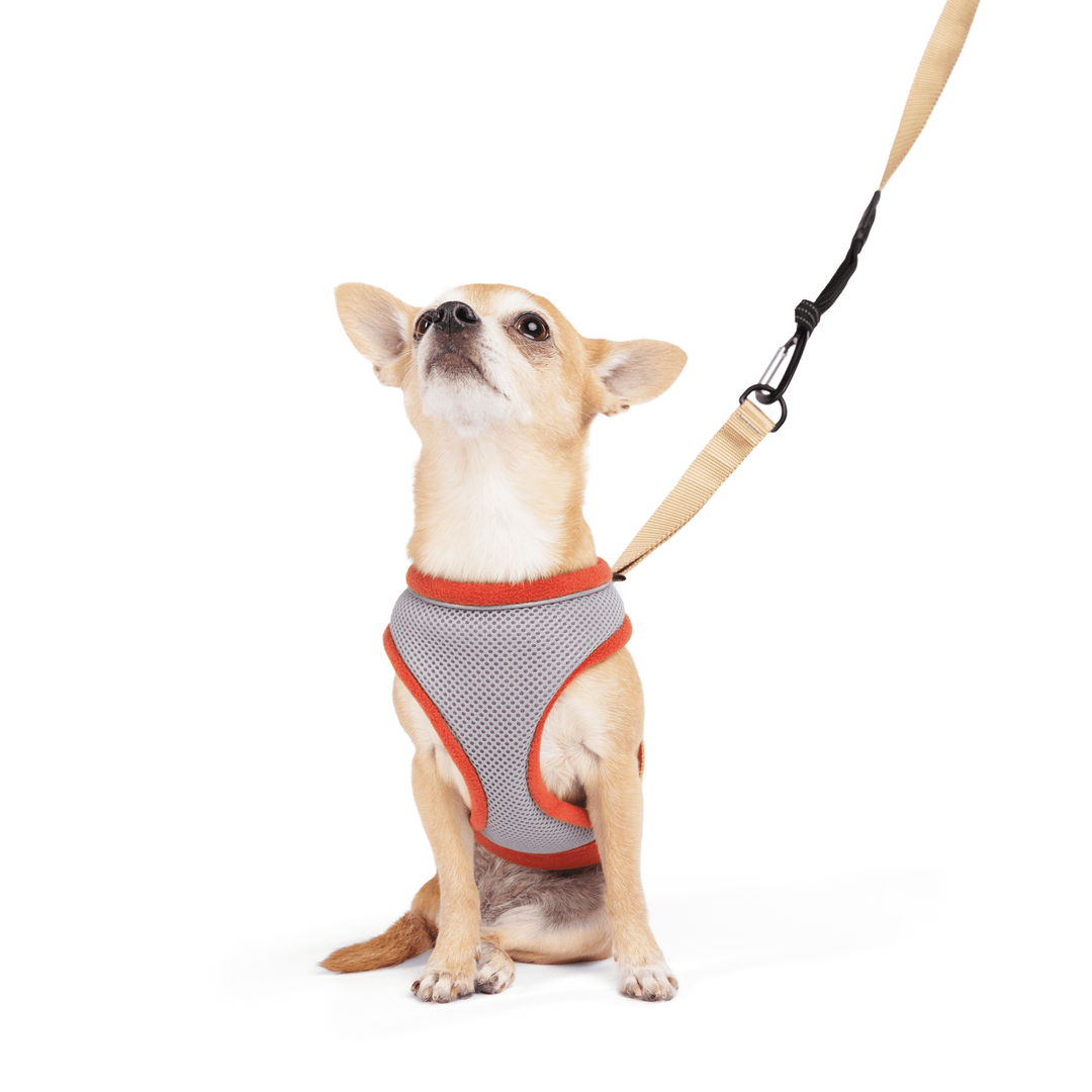 A Chihuahua sits wearing a Palm Springs grey and orange harness with tan straps with a matching leash in front of a white background