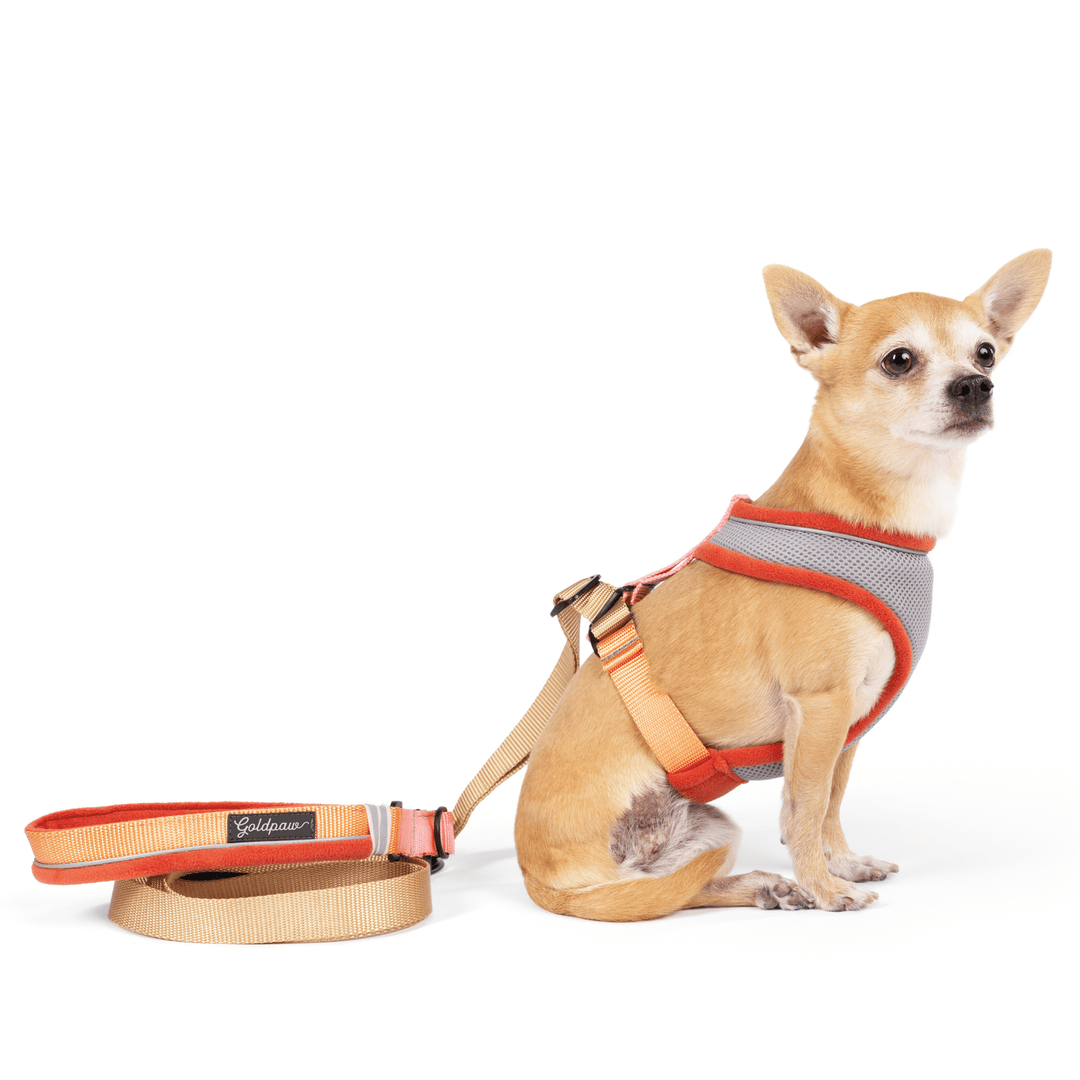 A Chihuahua sits wearing a Palm Springs grey and orange harness with tan straps with a matching leash in front of a white background