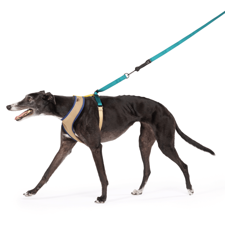 A dog walks wearing a tan harness with teal and yellow straps in front of a white background