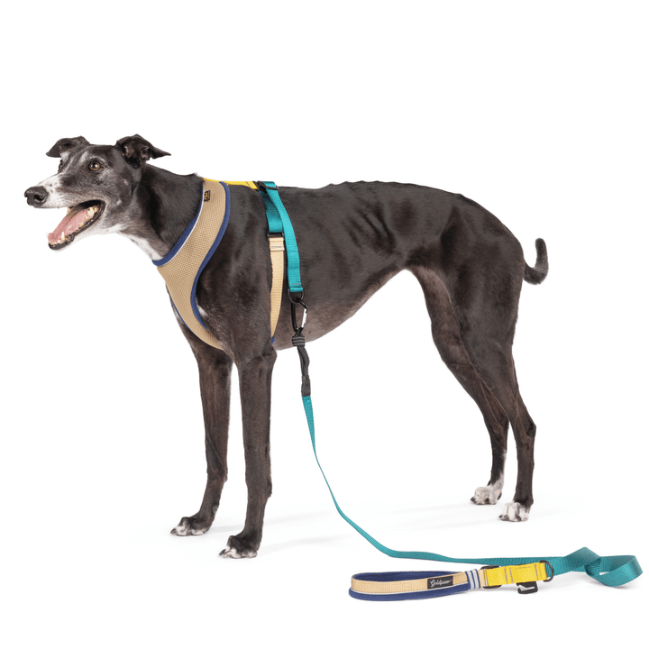 A dog stands wearing a tan harness with teal and yellow straps with a matching leash in front of a white background