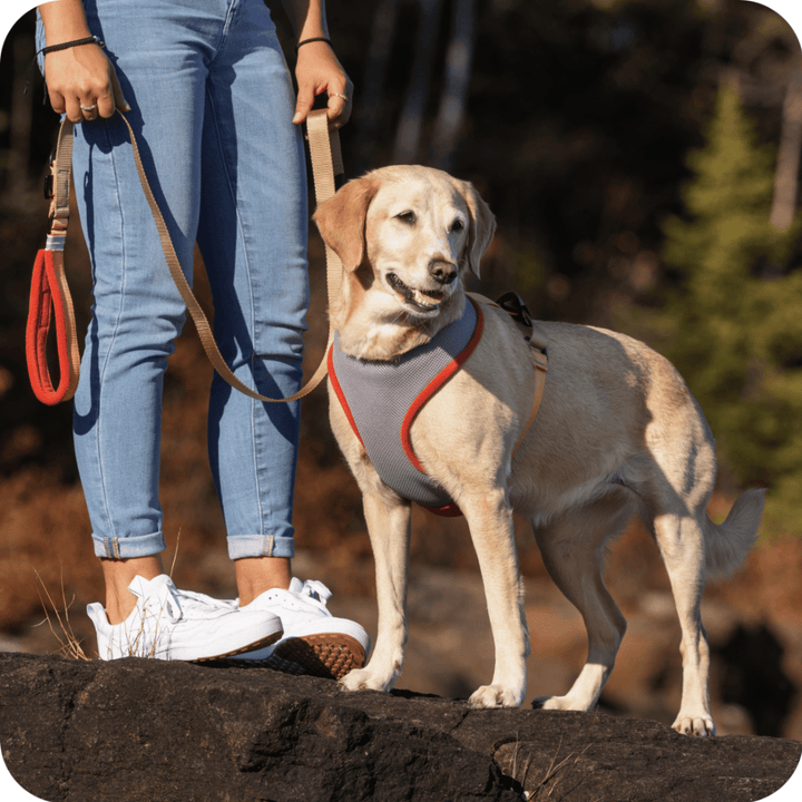 A yellow lab is wearing a harness and leash with a person standing on a rock, surrounded by nature.