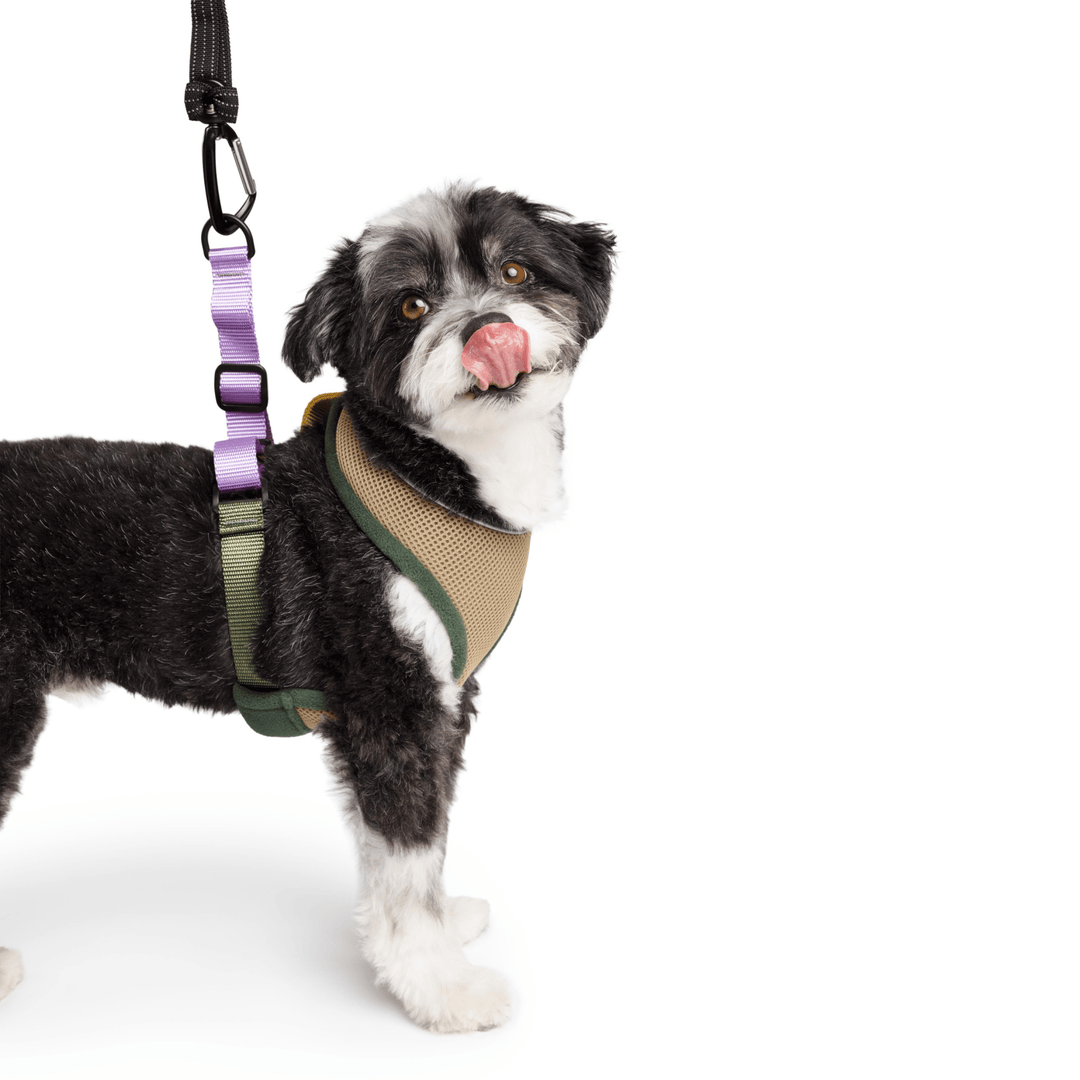 Dog wearing Featherweight Harness in Vancouver and matching leash on a white background