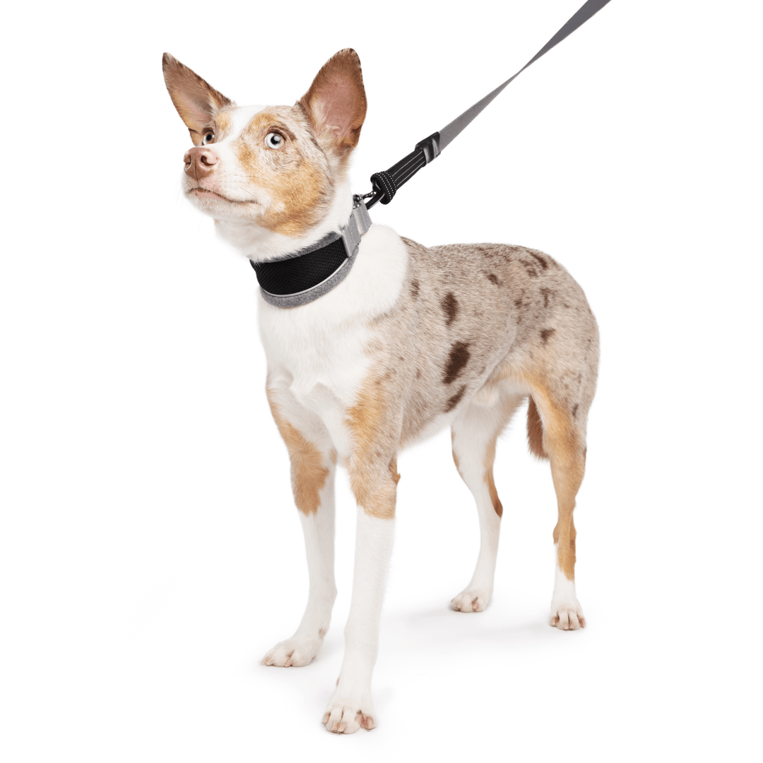 A Koolie stands wearing a black and grey martingale hound collar with a matching leash in front of a white background