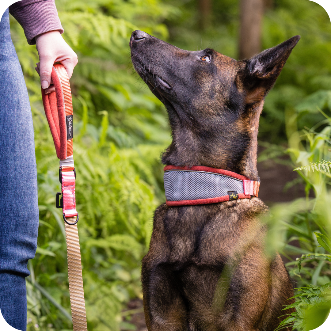 A Malinois sits wearing a grey and orange hound martingale collar, looking up at its owner who holds the matching leash in front of lush green foliage