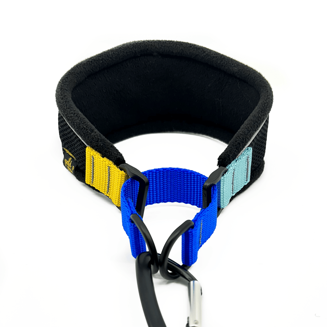 A black martingale hound collar with blue and yellow straps in front of a white background