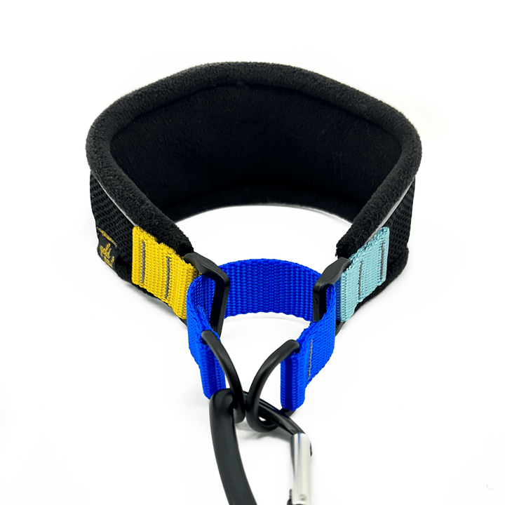 A black martingale hound collar with blue and yellow straps in front of a white background
