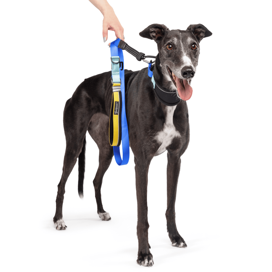 A Greyhound stands wearing a black martingale hound collar with blue straps and attached matching leash in front of a white background