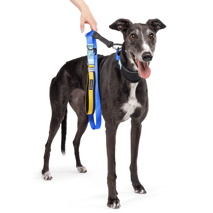 A Greyhound stands wearing a black martingale hound collar with blue straps and attached matching leash in front of a white background