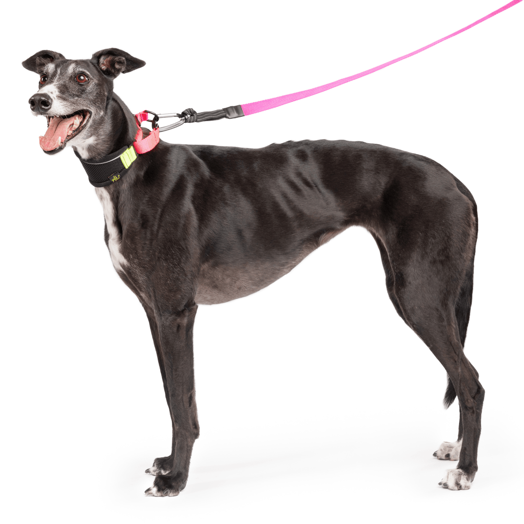 A Greyhound stands in a black martingale hound collar with pink and yellow straps with a matching leash attached in front of a white background