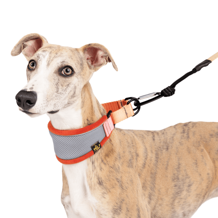 A Whippet stands wearing a grey martingale hound collar with orange piping and pink and tan straps in front of a white background