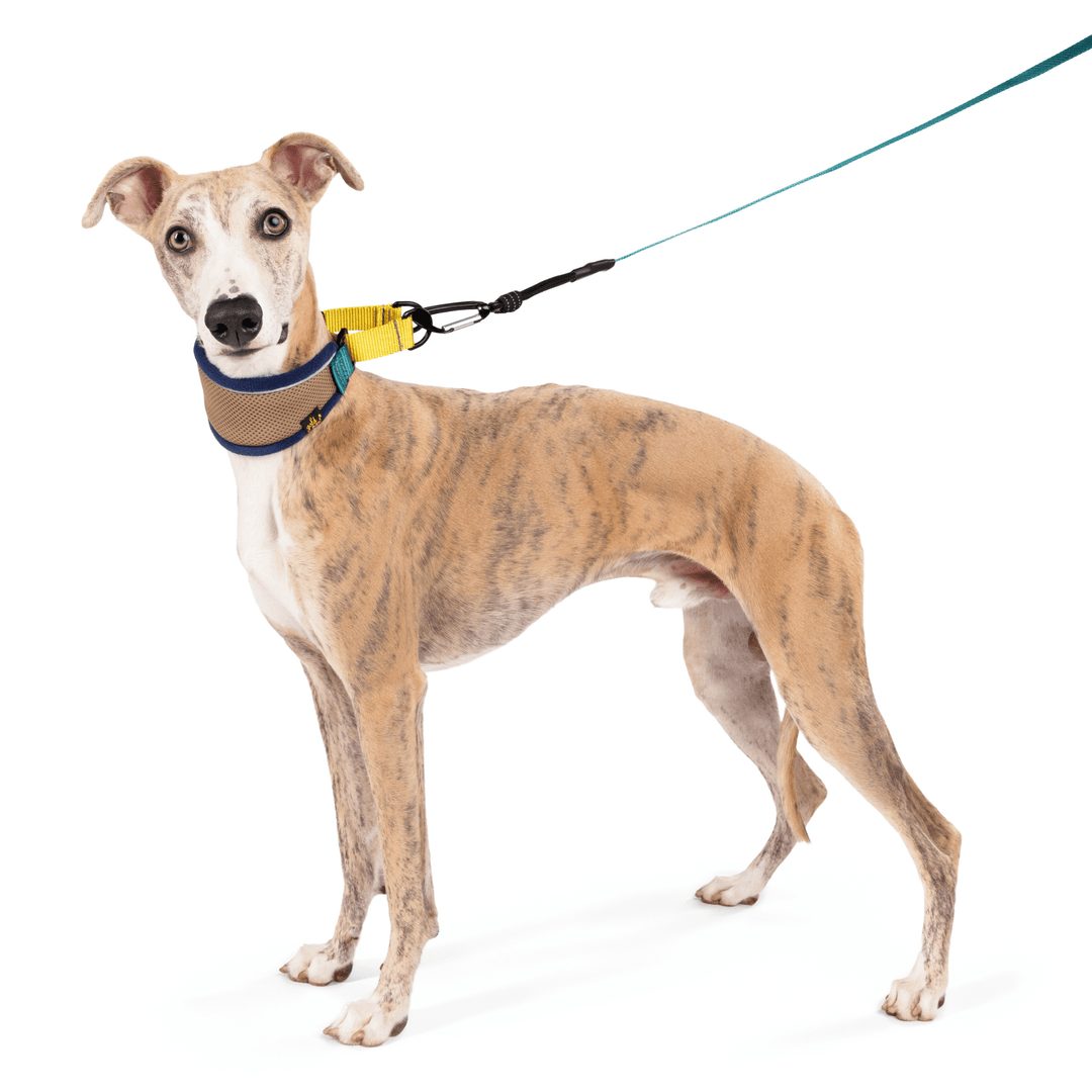 A whippet standing while wearing a navy and tan martingale hound collar with teal and yellow straps with a leash attached in front of a white background