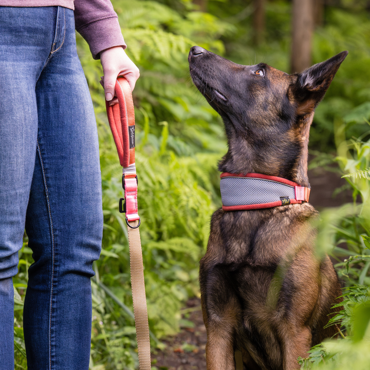 A Malinois sits in a grey and orange martingale hound collar with its owner holding the matching leash in front of lush greenery outside.