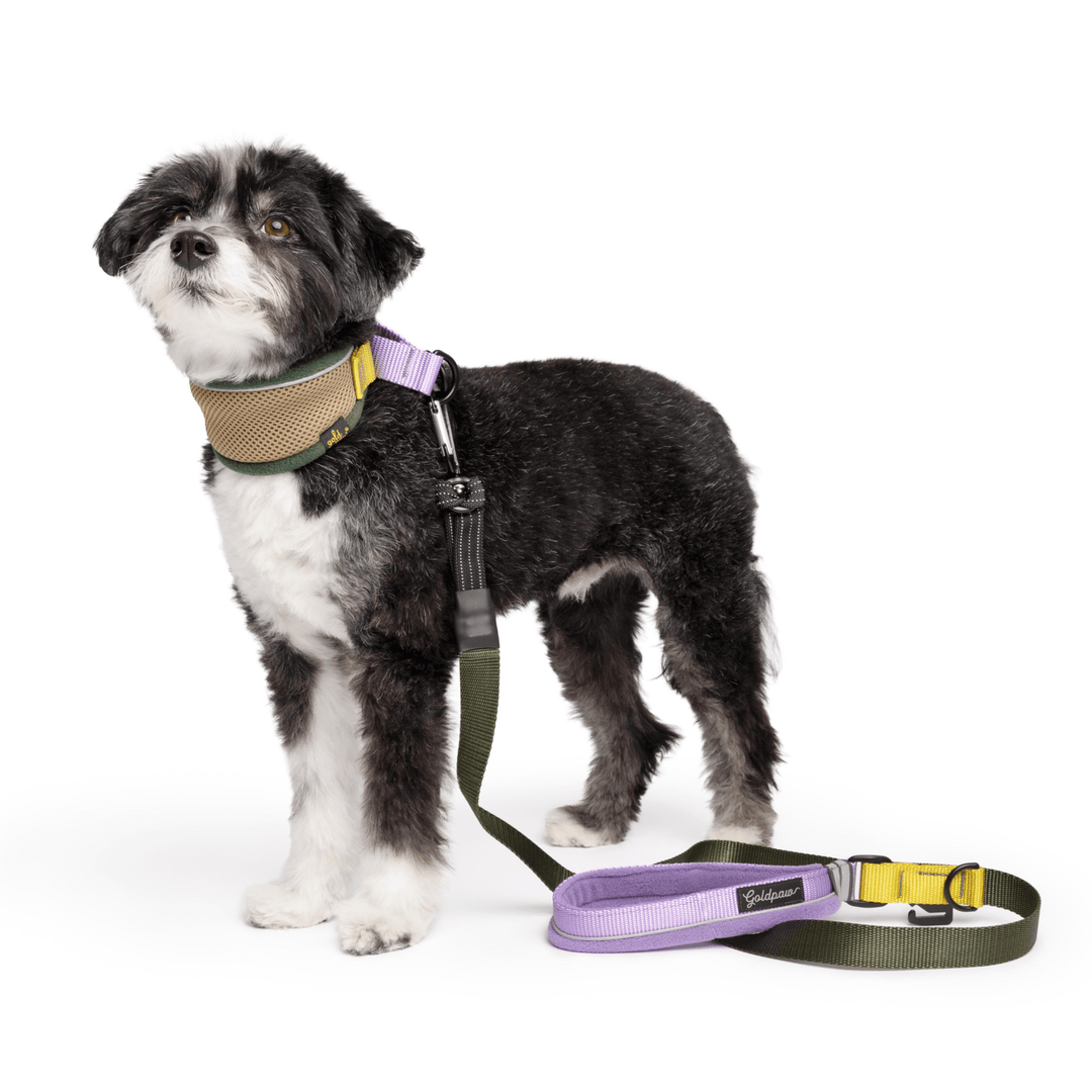 Dog wearing Featherweight Hound Collar in Vancouver and matching leash on a white background