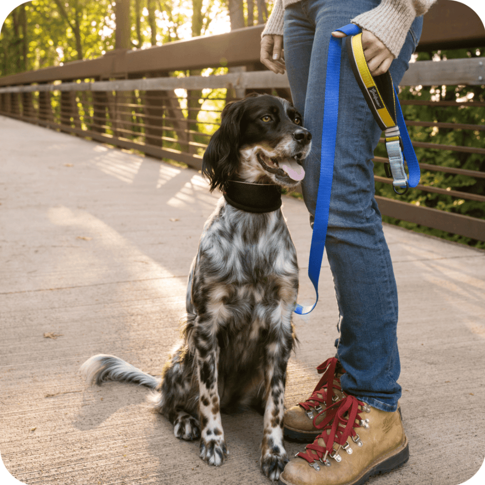 A setter wearing a black martingale hound collar sits on a bridge with their owner holding a blue leash, ready for a hike.
