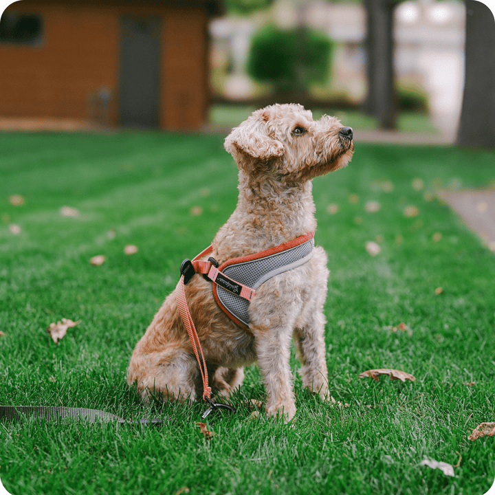 Featherweight Step In Harness