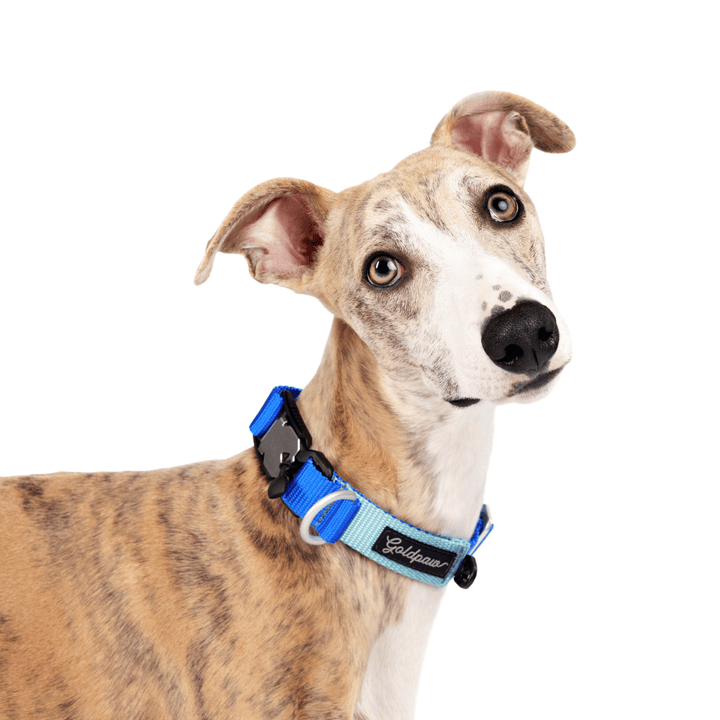 A Whippet standing wearing a Denver Swiftlock collar in cobalt and light blue in front of a white background