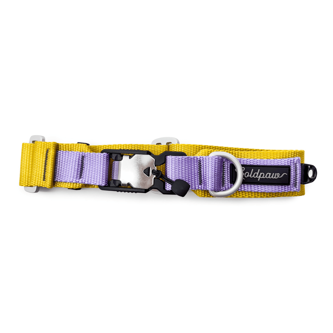 Swiftlock collar with purple and yellow webbing and silver hardware on a white background