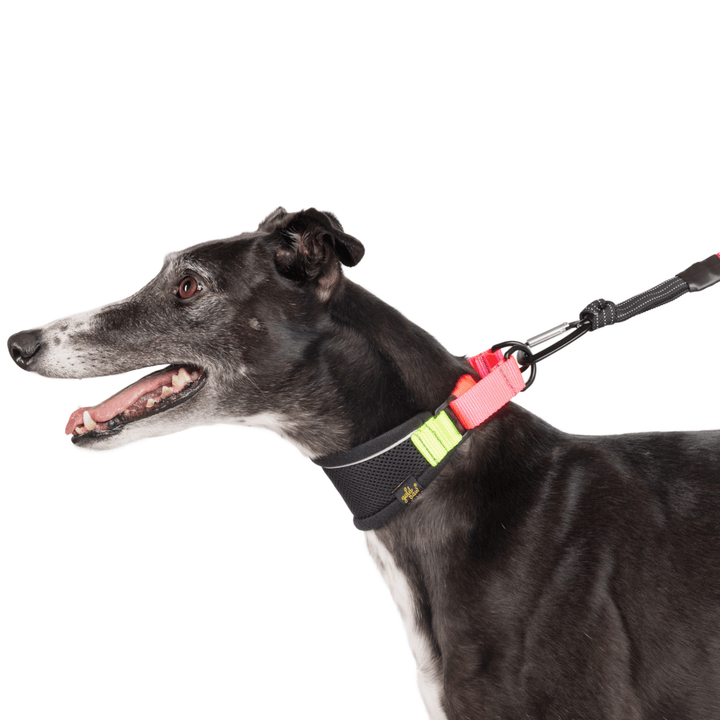A greyhound is wearing a black martingale hound collar with pink and yellow straps in front of a white backtround