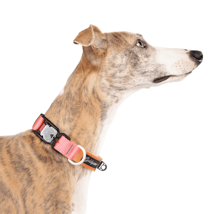 A Whippet standing wearing a Palm Springs Swiftlock collar in coral pink and light orange in front of a white background