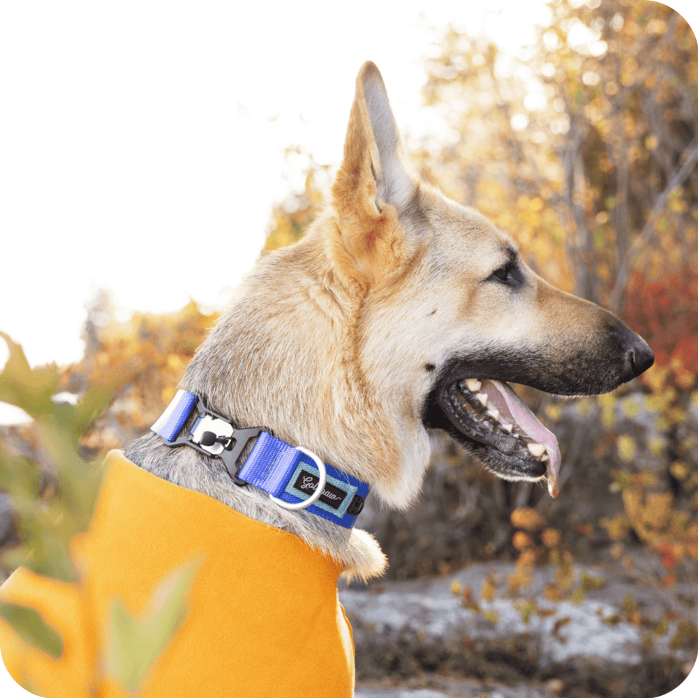 A German Shepherd wearing a Cobalt Blue and Light Blue Swiftlock Collar and a Cheddar Stretch Fleece in the woods