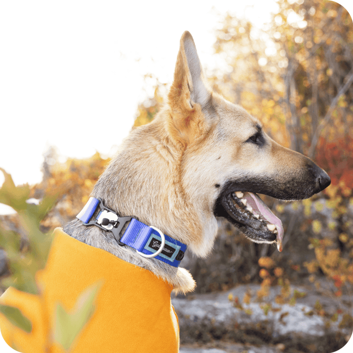 A German Shepherd wearing a Cobalt Blue and Light Blue Swiftlock Collar and a Cheddar Stretch Fleece in the woods