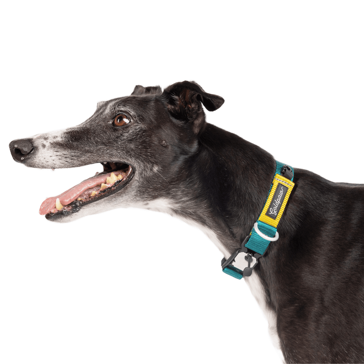 A Greyhound standing wearing a Seattle Swiftlock collar in teal and yellow in front of a white background