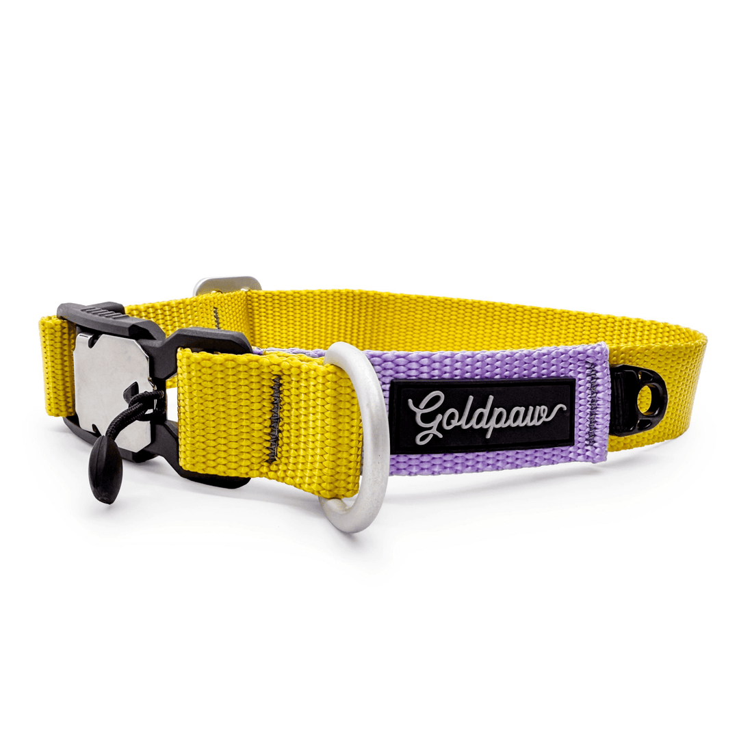 Swiftlock collar with purple and yellow webbing and silver hardware on a white background