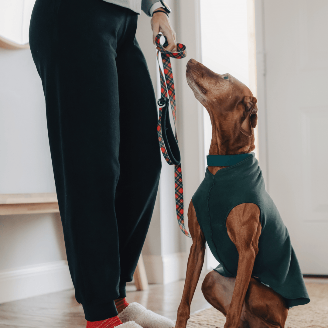 Person wears black joggers holds a red plaid dog leash with a Vizsla wearing a hunter green stretch fleece indoors