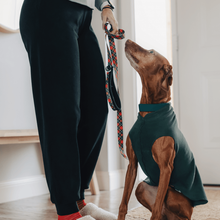 Person wears black joggers holds a red plaid dog leash with a Vizsla wearing a hunter green stretch fleece indoors