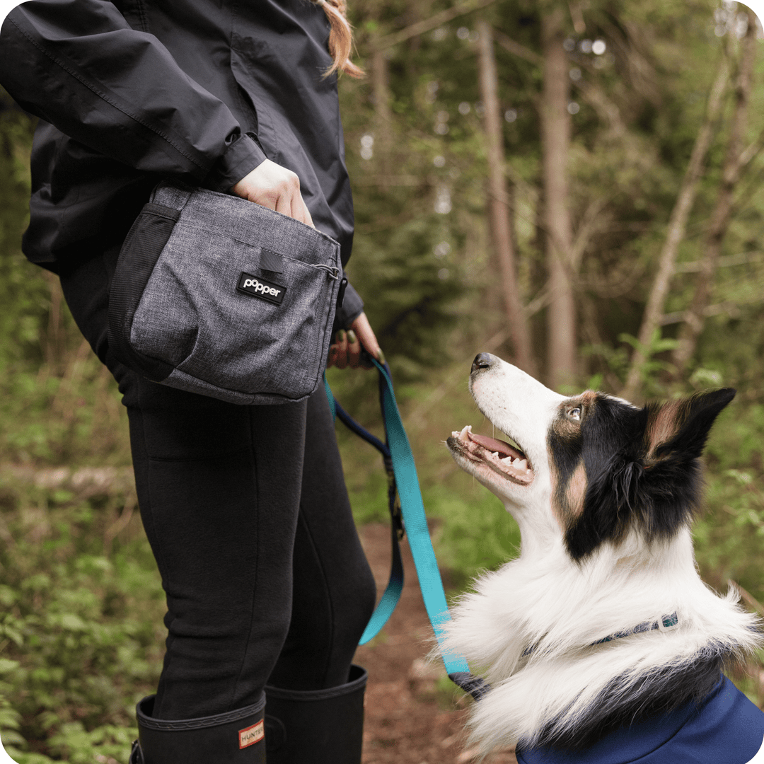 Focus Treat Pouch by Popper Pets