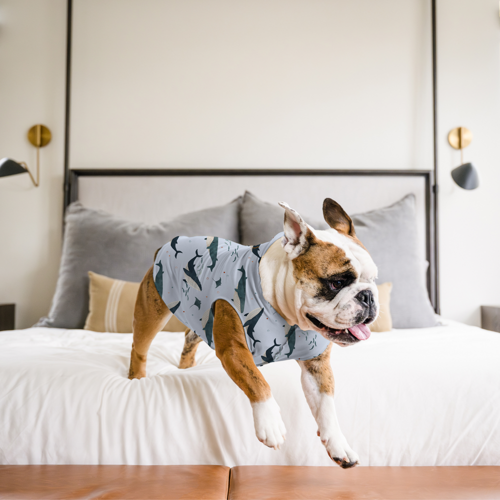 An English Bulldog jumps off a bed wearing a multicolored whale pattern Sun Tee in a bedroom