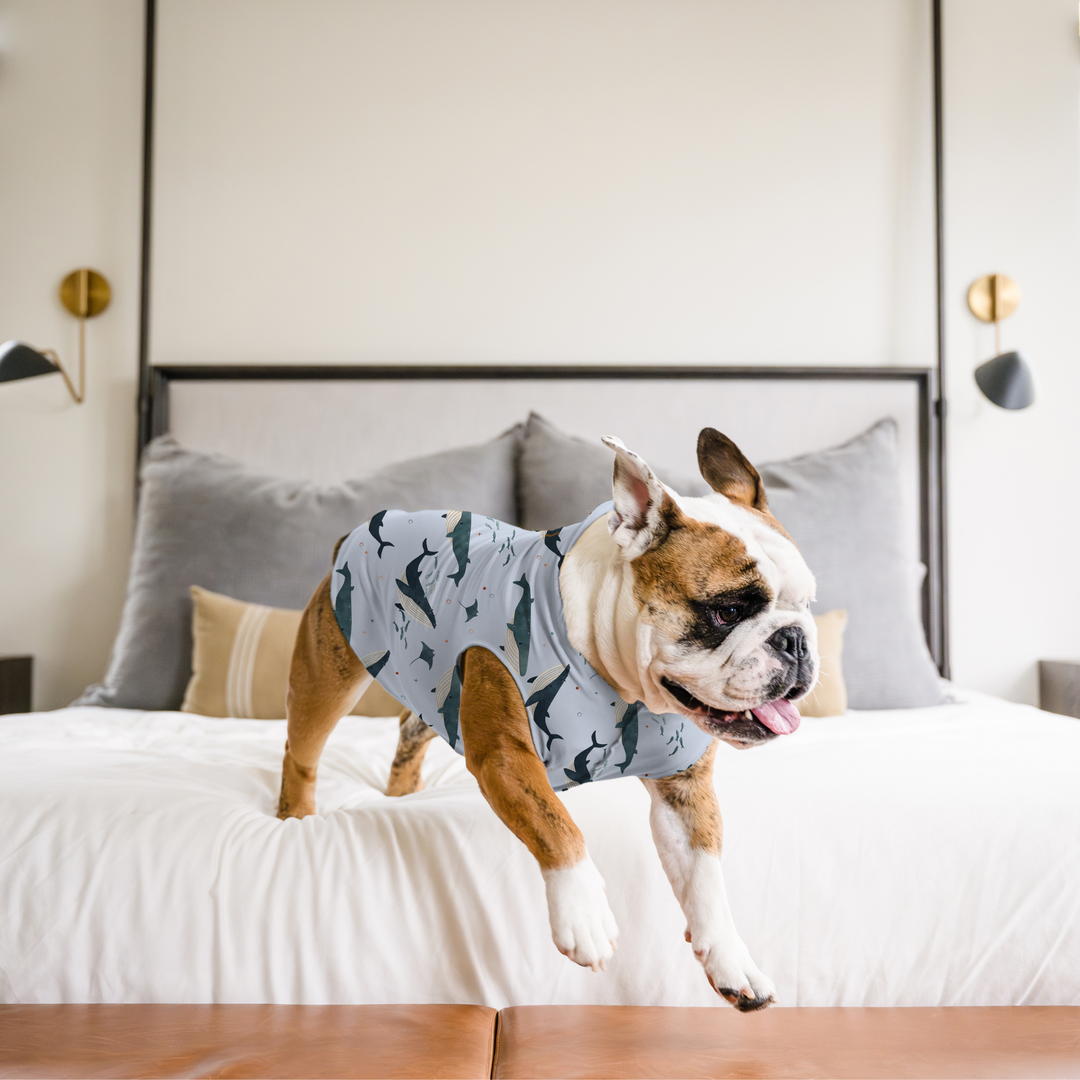 An English Bulldog jumps off a bed wearing a multicolored whale pattern Sun Tee in a bedroom
