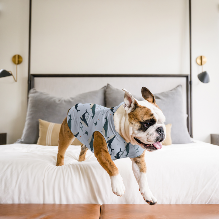 An English Bulldog jumps off a bed wearing a multicolored whale pattern Sun Tee in a bedroom
